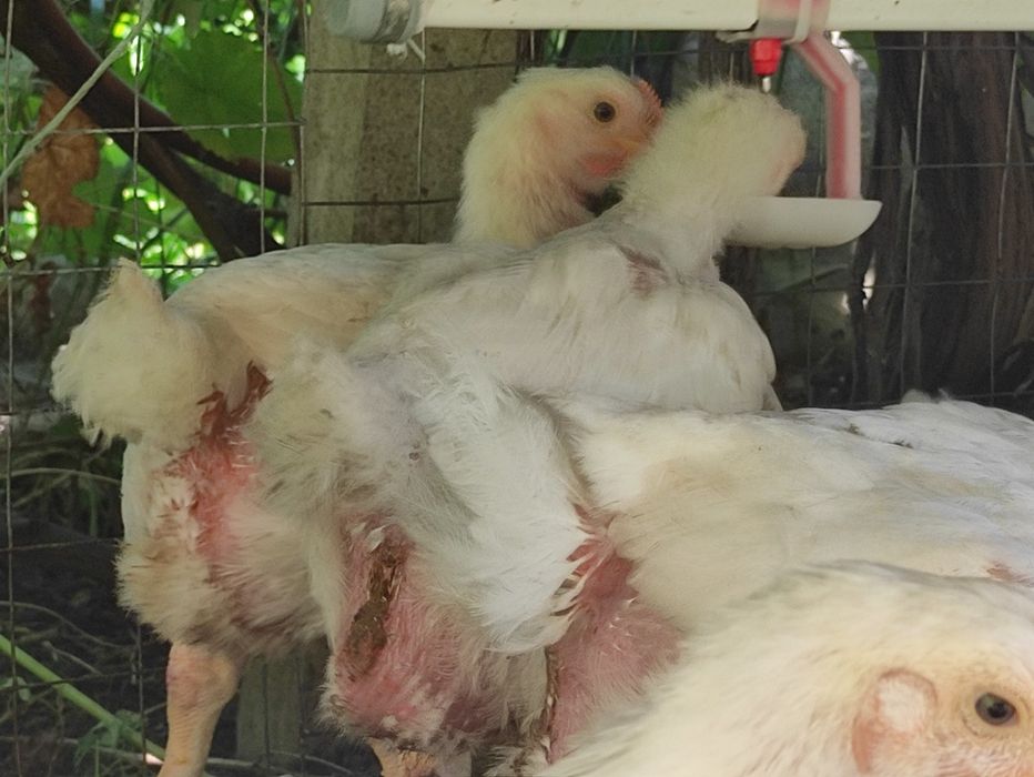 На 14.02.26 добові несучка R3А