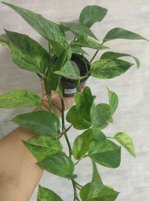 Сциндапсуси/епіпремнуми/ліани