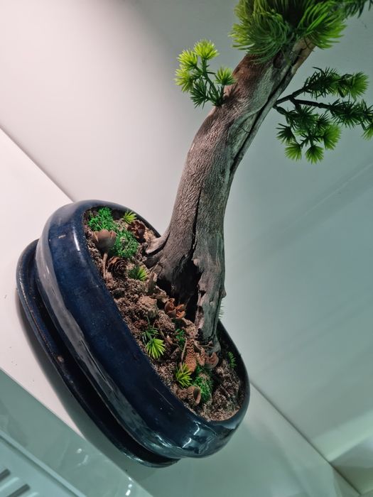 Drzewko   bonsai