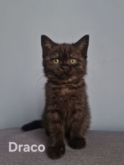 "DIVA" śliczna kotka brytyjska krótkowłosy