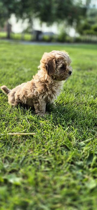 Maltipoo suczka mała