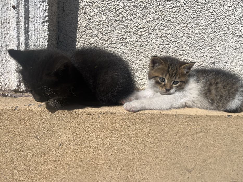 Кошенята в добрі руки
