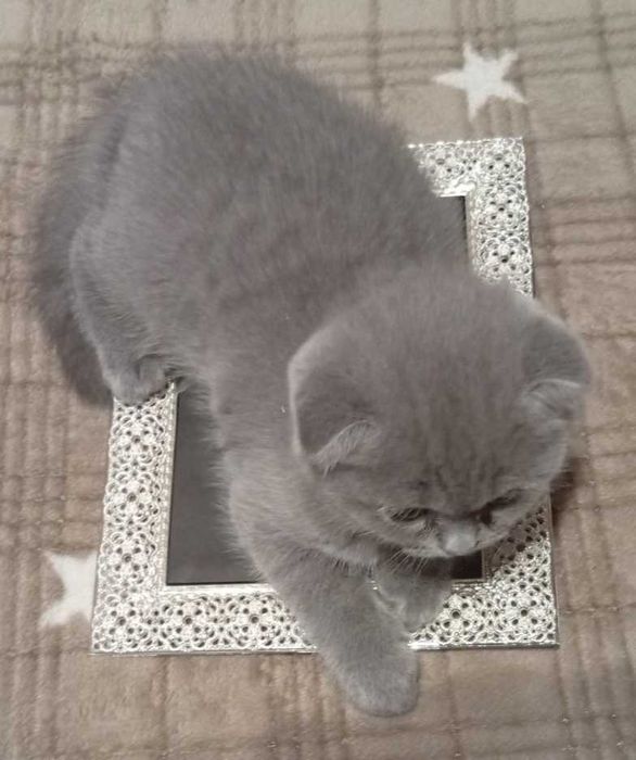 Шотландские плюшевые котята