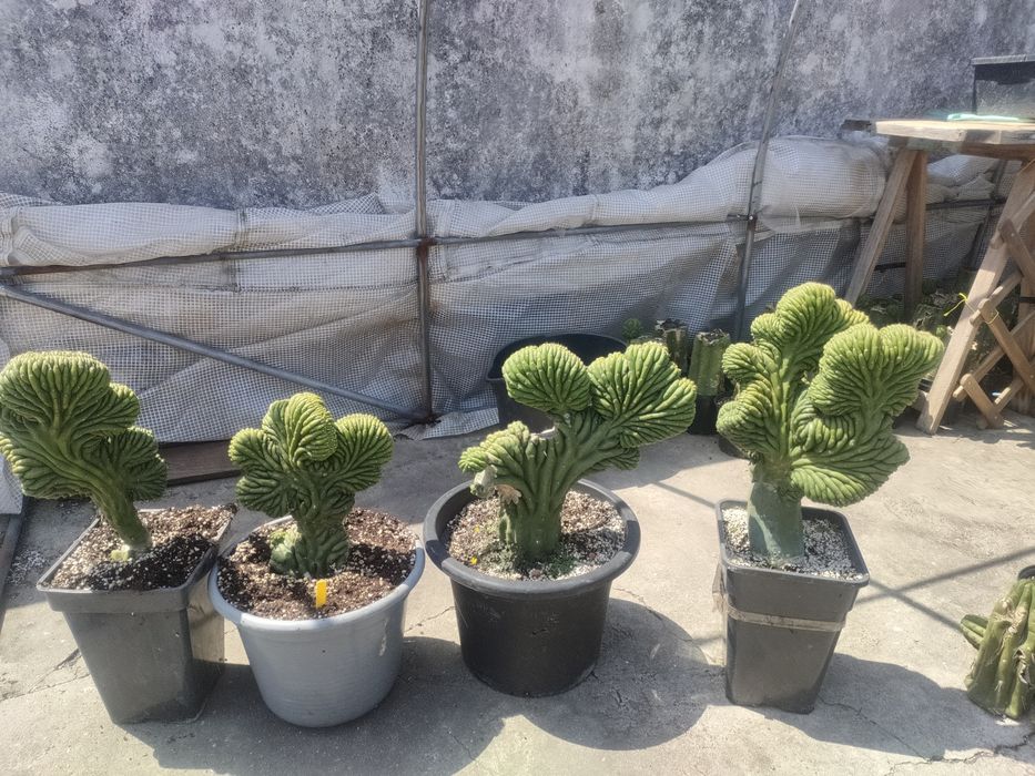 Cacto San Pedro cristata / monstruos