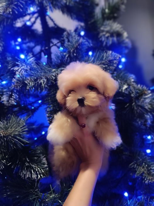 Дівчатка і хлопчики міні маленькі діти мальтіпу F2.і F1 Львів.