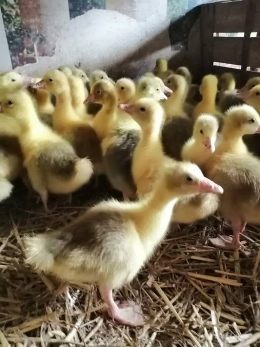 Sprzedam gesi biale koludzkie,garbonose,kubanskie  landes,kaczki, perliczki, indyki