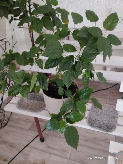 Китайськие  рози.Гибискус.