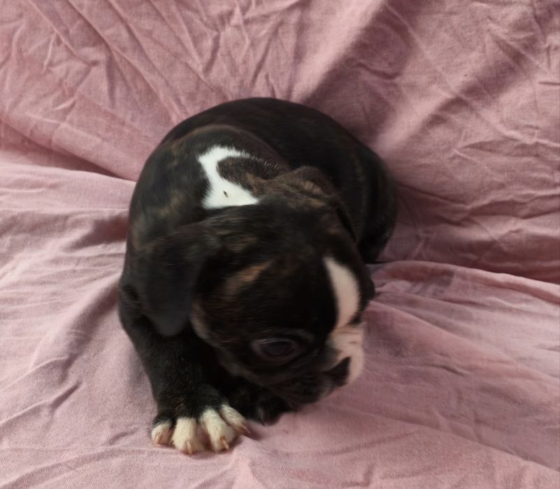 Bulldog francês fêmea