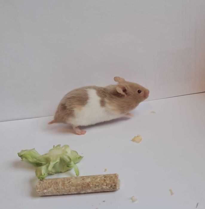 Chomik syryjski, chomiczek syryjski