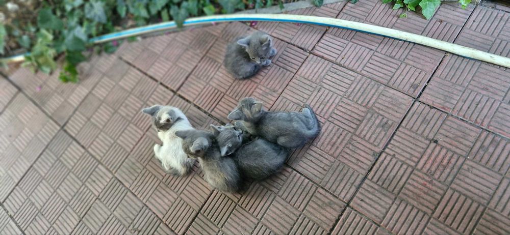 Кошенята безкоштовно
