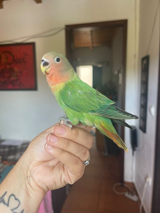 Agapornis criado a mão