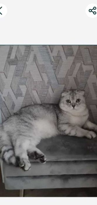 Малютка шотландка любительница пошалить