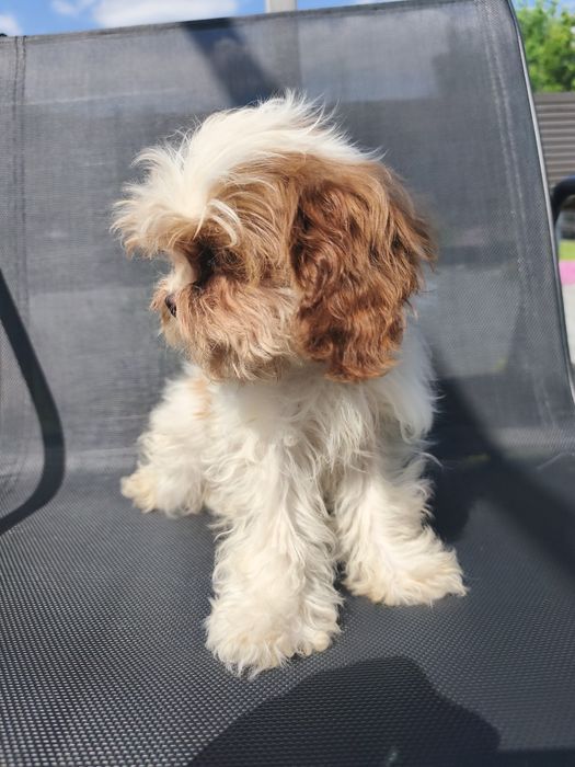 Cavapoo szczeniak