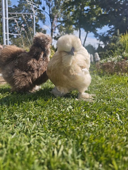 Silka USA jaja lęgowe 10 sztuk