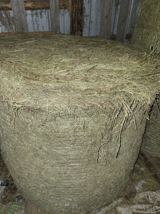 Siano baloty dobrej jakości