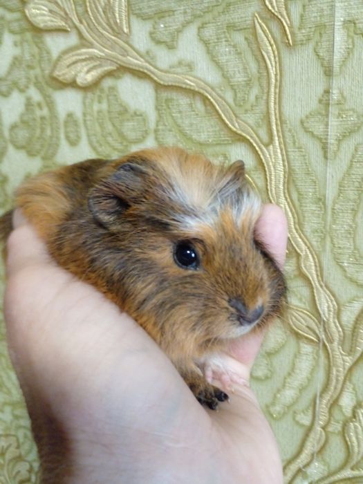 Маленька свинка!  Девочка!