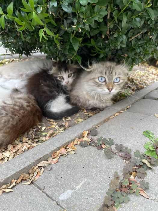 дарую котика, два місяці