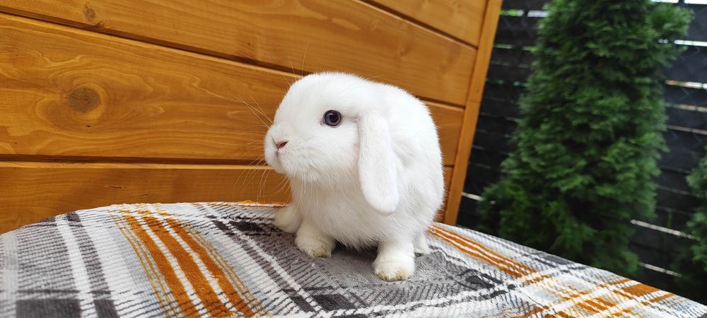 Mini lop rasowy metryka hodowla miniaturka baranek