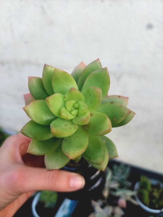 Suculentas 2€ cada