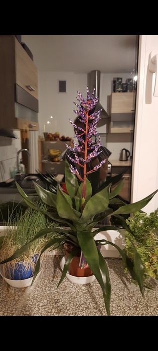 Kwiat - Aechmea Blue Rain