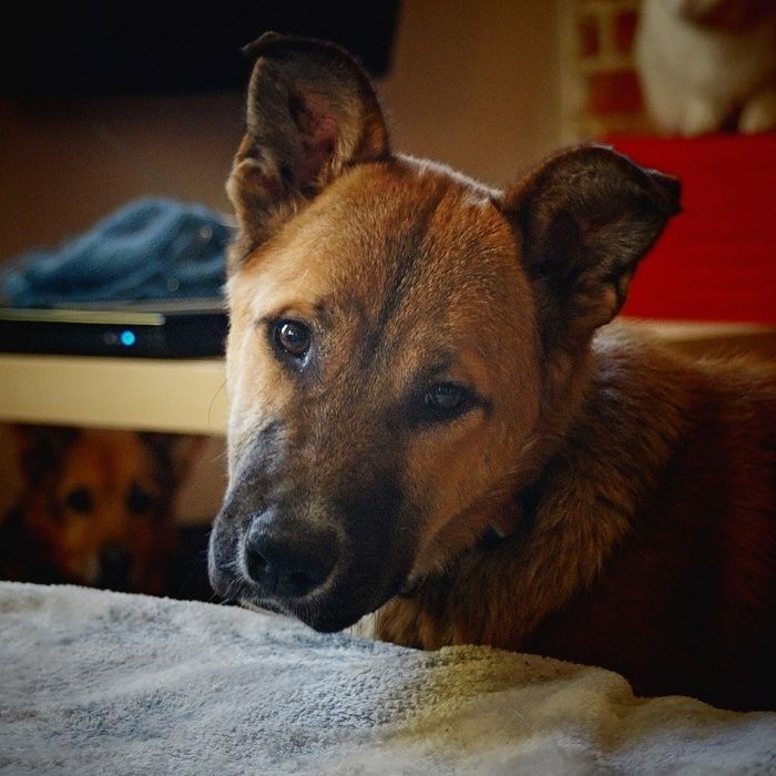 Milan - przeszedł piekło, teraz czas na spokój i miłość