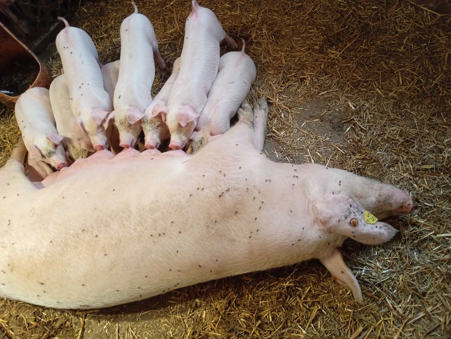 PÓŁTUSZE WIEPRZOWE, świnia,świeże, naturalne od rolnika własna hodowla