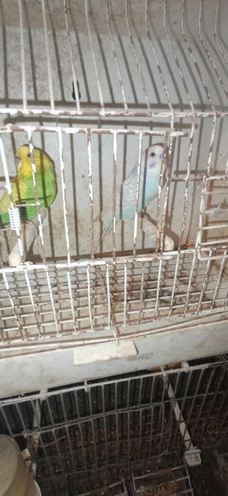 Periquitos Machos e Fêmeas