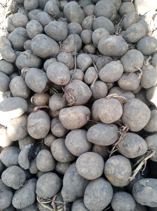 Ziemniaki paszowe 30g