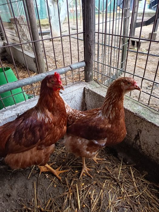 Vendo casal adulto raça Rohdes