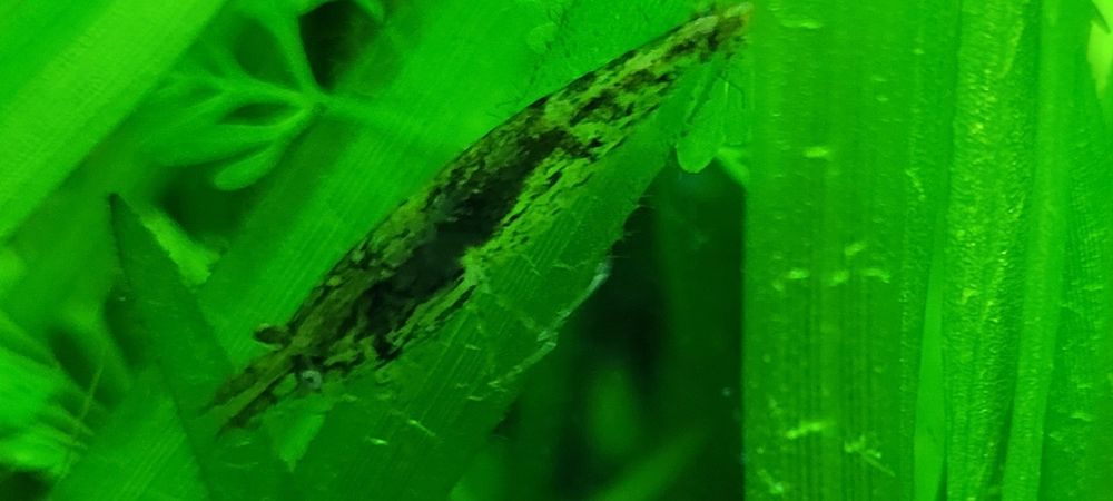 Neocaridina Wild lote de 20