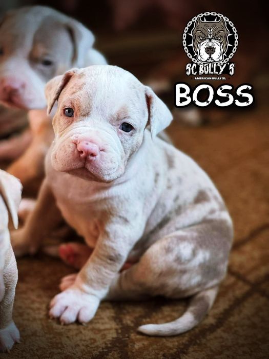 American Bully ABKC tricolor lilac merle