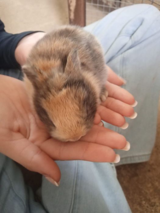Coelhos mini anão