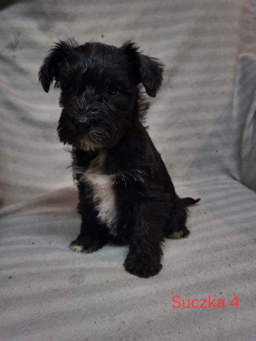 Sznaucer Miniaturowy czarne suczki