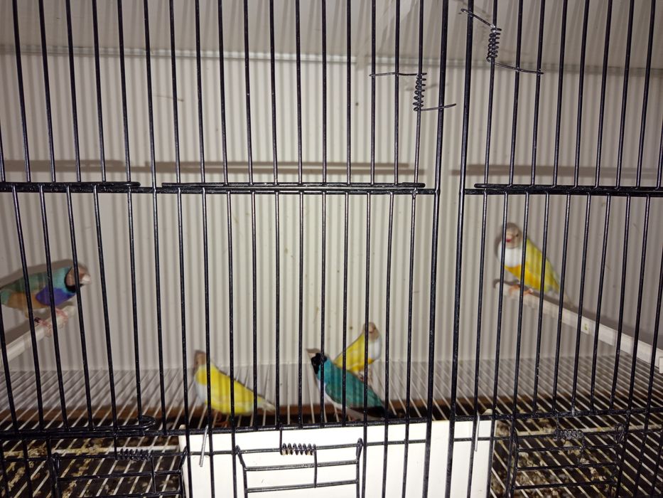 Diamantes Gould várias mutações