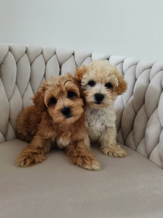 sliczne chłopaki  Maltipoo