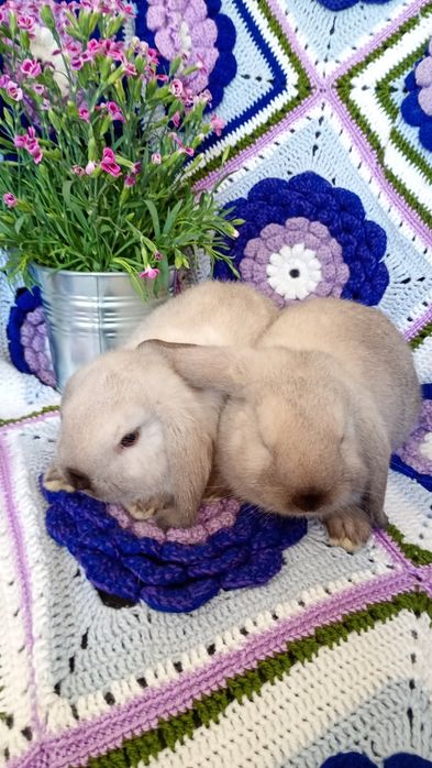 Baranek karzełek syjamski,Mini Lop