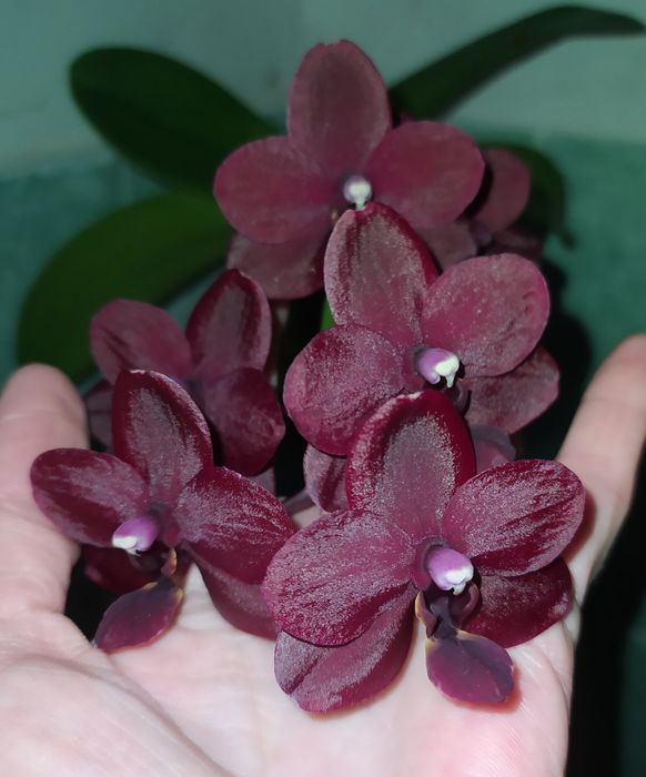 Продам орхідею black bird 2015р.