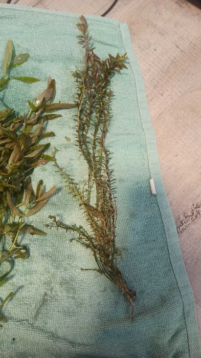 Hygrophilia i Moczarka roślinki akwariowe