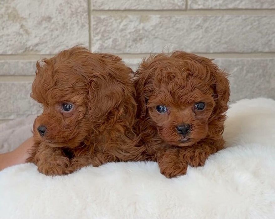 Мальтипу F1 мини и стандарт