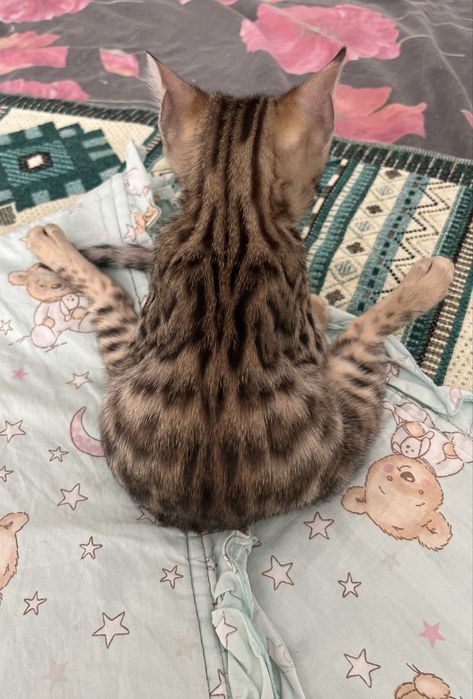 Бенгальске кошенятко