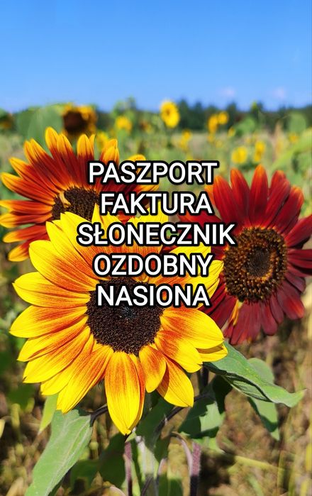 Słonecznik ozdobny