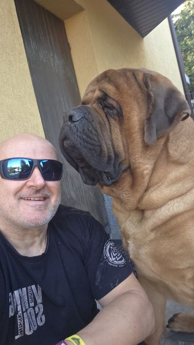 Mastif Angielski - Mastiff - Rodowodowe - Po Ch.Pl - Przebadane - Rodzice Import - Szczenię