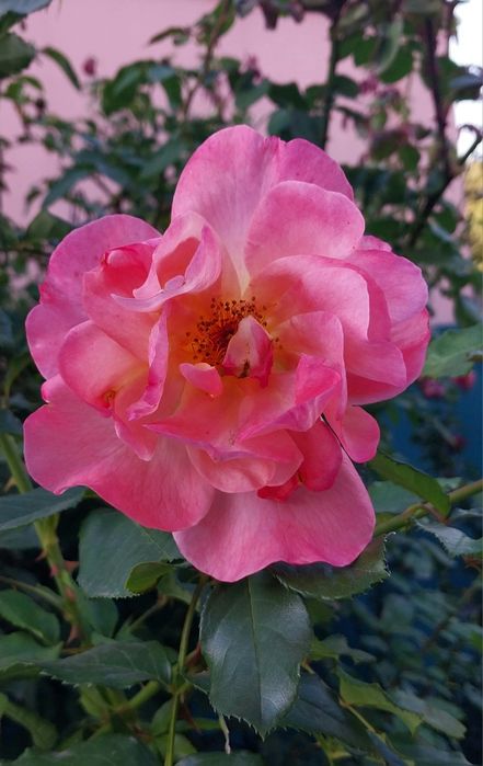 Троянда Вестерленд ( паркова).