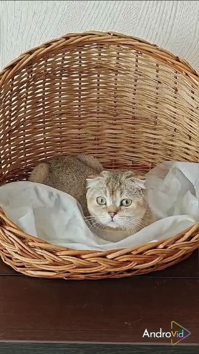 Чистокровна висловуха дівчинка в золотому забарвленні