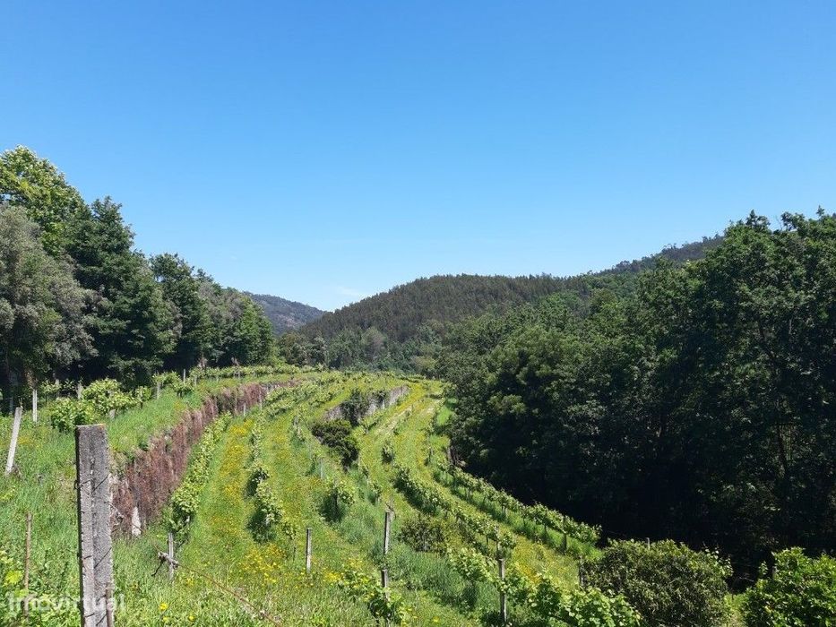 Terreno / Bouça - Bouro Sta Maria