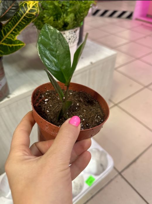 Замиокулькас продам