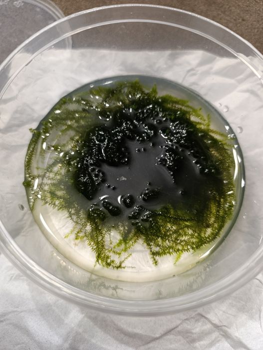 Mech roślina akwariowa Stringy moss