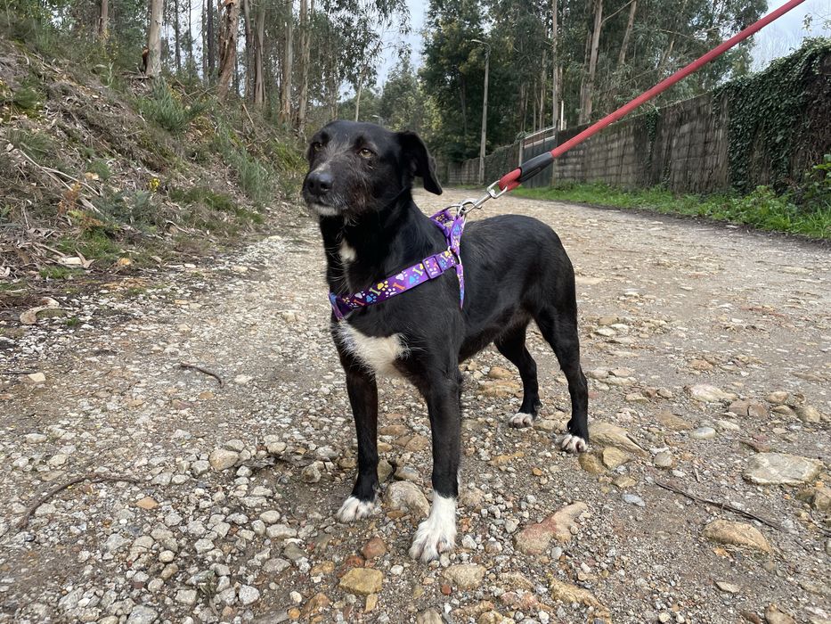 Cadela porte pequeno meiga