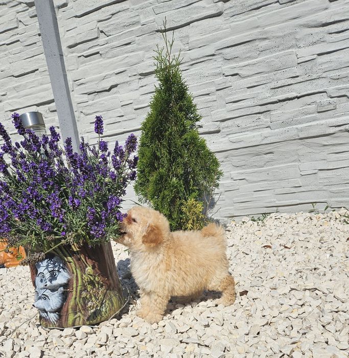 Pudel miniaturowy piesek