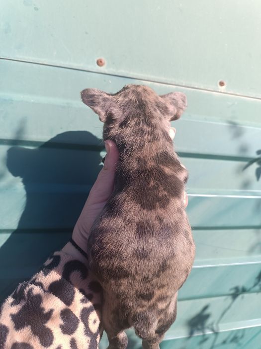 Різних розкрасів, різних цін, різної статі, чистокровні французики